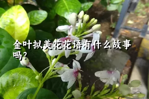 金叶拟美花花语有什么故事吗？