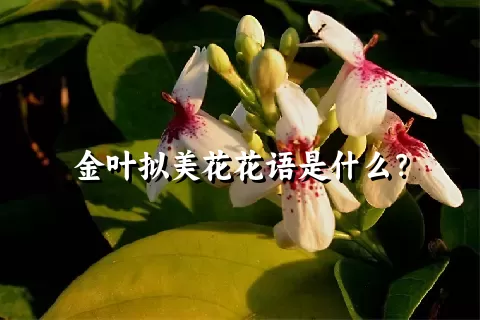金叶拟美花花语是什么？