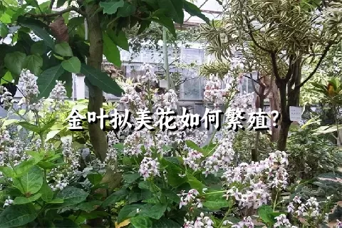 金叶拟美花如何繁殖？