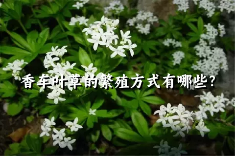 香车叶草的繁殖方式有哪些？