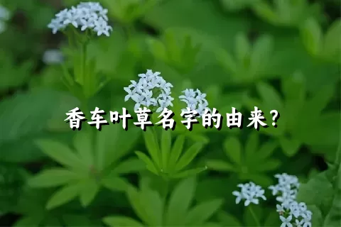 香车叶草名字的由来？