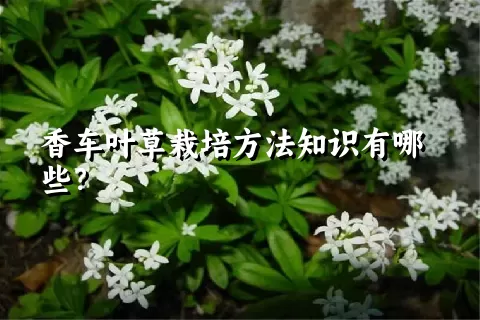 香车叶草栽培方法知识有哪些？