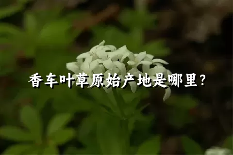 香车叶草原始产地是哪里？