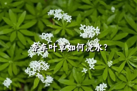 香车叶草如何浇水？