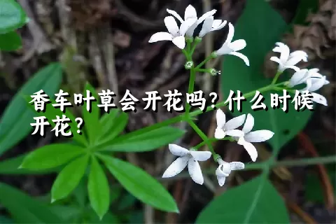 香车叶草会开花吗？什么时候开花？