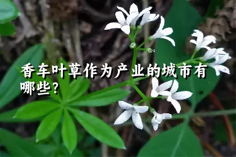 香车叶草作为产业的城市有哪些？