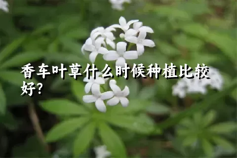 香车叶草什么时候种植比较好？