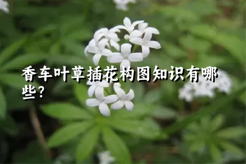 香车叶草插花构图知识有哪些？