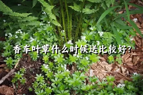 香车叶草什么时候送比较好？
