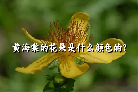 黄海棠的花朵是什么颜色的？
