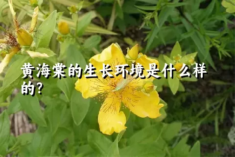 黄海棠的生长环境是什么样的？