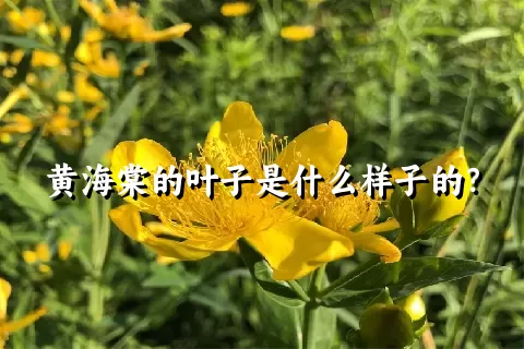 黄海棠的叶子是什么样子的？