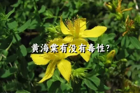 黄海棠有没有毒性？