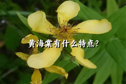 黄海棠有什么特点？