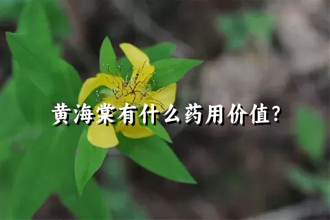 黄海棠有什么药用价值？
