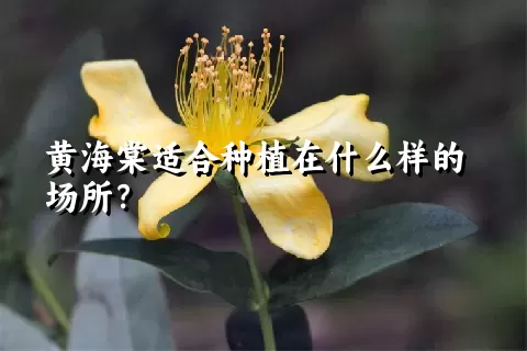 黄海棠适合种植在什么样的场所？