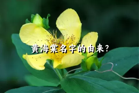 黄海棠名字的由来？
