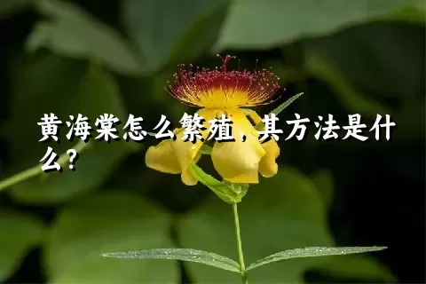 黄海棠怎么繁殖，其方法是什么？