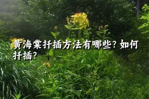 黄海棠扦插方法有哪些？如何扦插？
