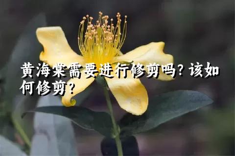 黄海棠需要进行修剪吗？该如何修剪？