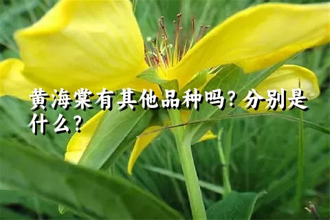 黄海棠有其他品种吗？分别是什么？