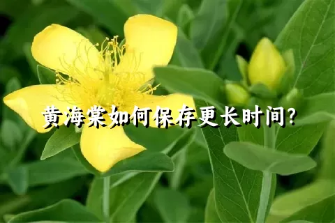 黄海棠如何保存更长时间？