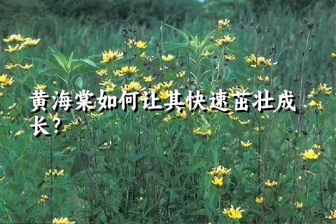 黄海棠如何让其快速茁壮成长？