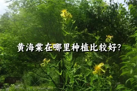 黄海棠在哪里种植比较好？