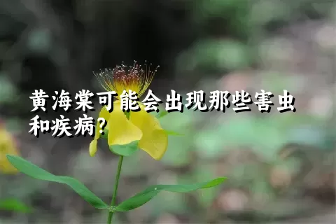 黄海棠可能会出现那些害虫和疾病？