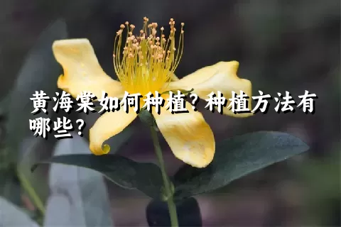 黄海棠如何种植？种植方法有哪些？