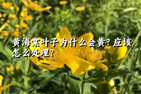 黄海棠叶子为什么会黄？应该怎么处理？