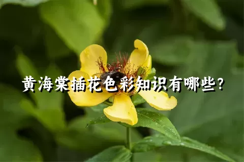 黄海棠插花色彩知识有哪些？