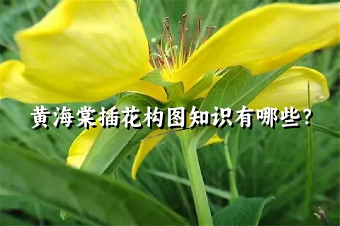 黄海棠插花构图知识有哪些？