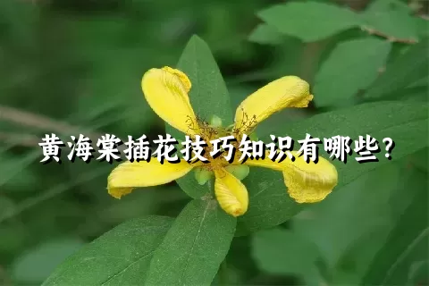 黄海棠插花技巧知识有哪些？