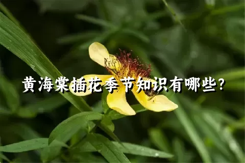 黄海棠插花季节知识有哪些？