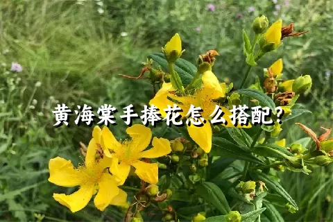 黄海棠手捧花怎么搭配？