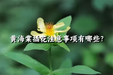 黄海棠插花注意事项有哪些？