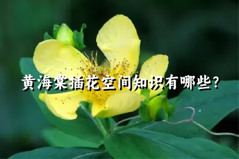 黄海棠插花空间知识有哪些？