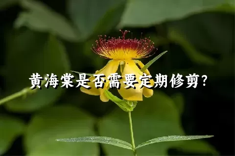 黄海棠是否需要定期修剪？