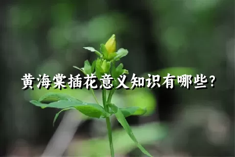 黄海棠插花意义知识有哪些？