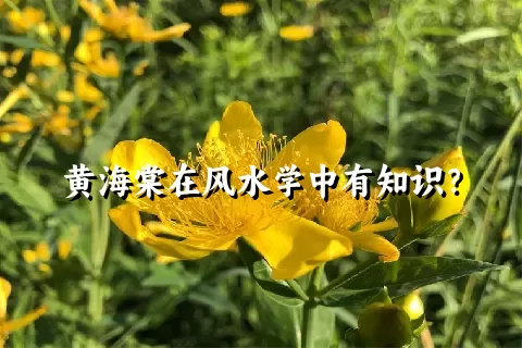 黄海棠在风水学中有知识？