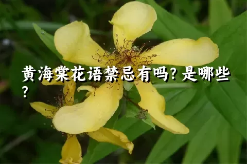黄海棠花语禁忌有吗？是哪些？