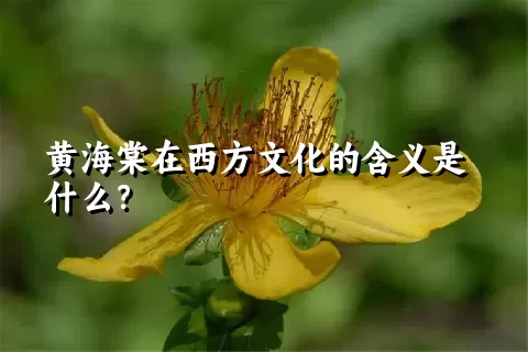 黄海棠在西方文化的含义是什么？