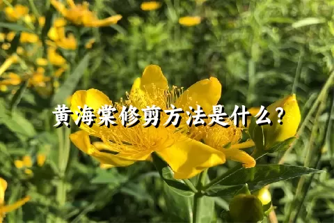 黄海棠修剪方法是什么？