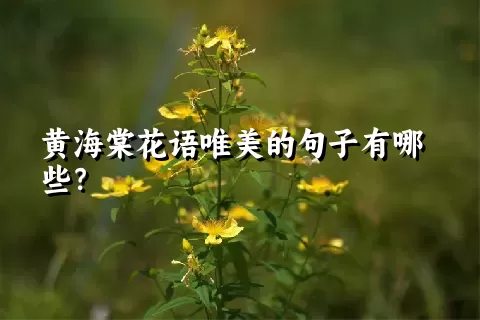 黄海棠花语唯美的句子有哪些？