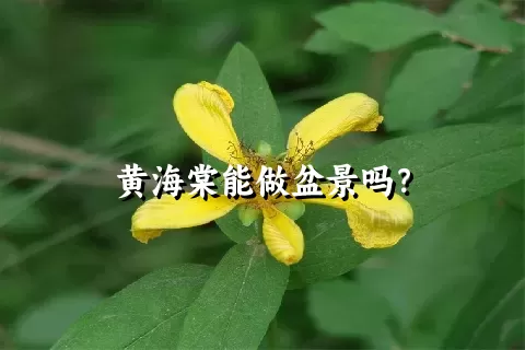 黄海棠能做盆景吗？