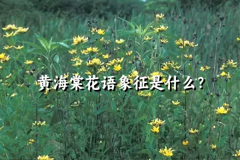 黄海棠花语象征是什么？