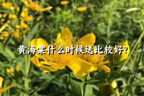 黄海棠什么时候送比较好？