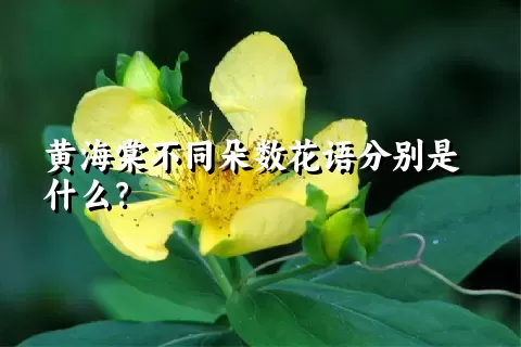 黄海棠不同朵数花语分别是什么？