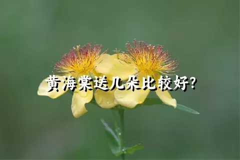 黄海棠送几朵比较好？